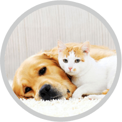 pet stains odor removal